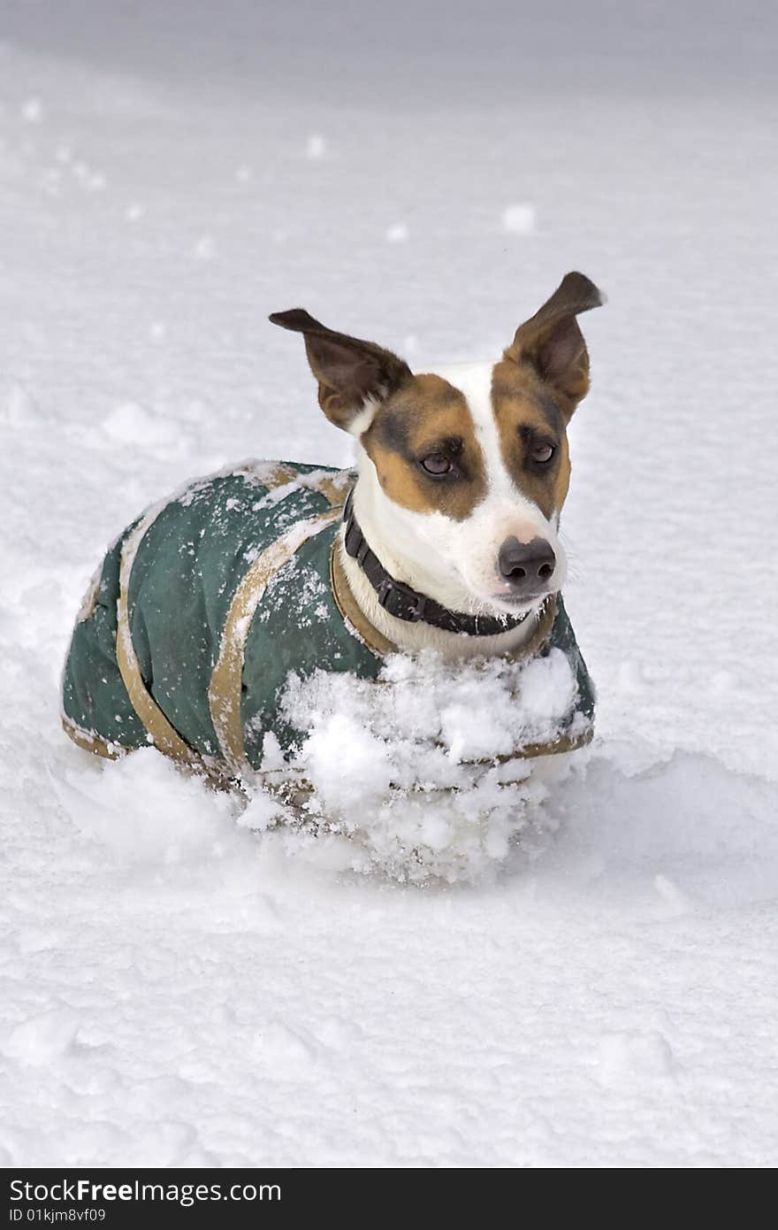 Dog running in snow