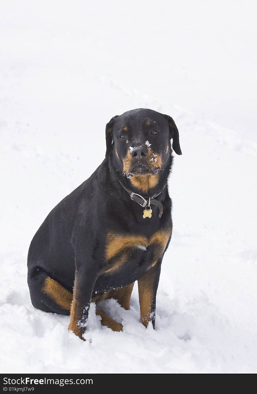 Dog sitting in snow