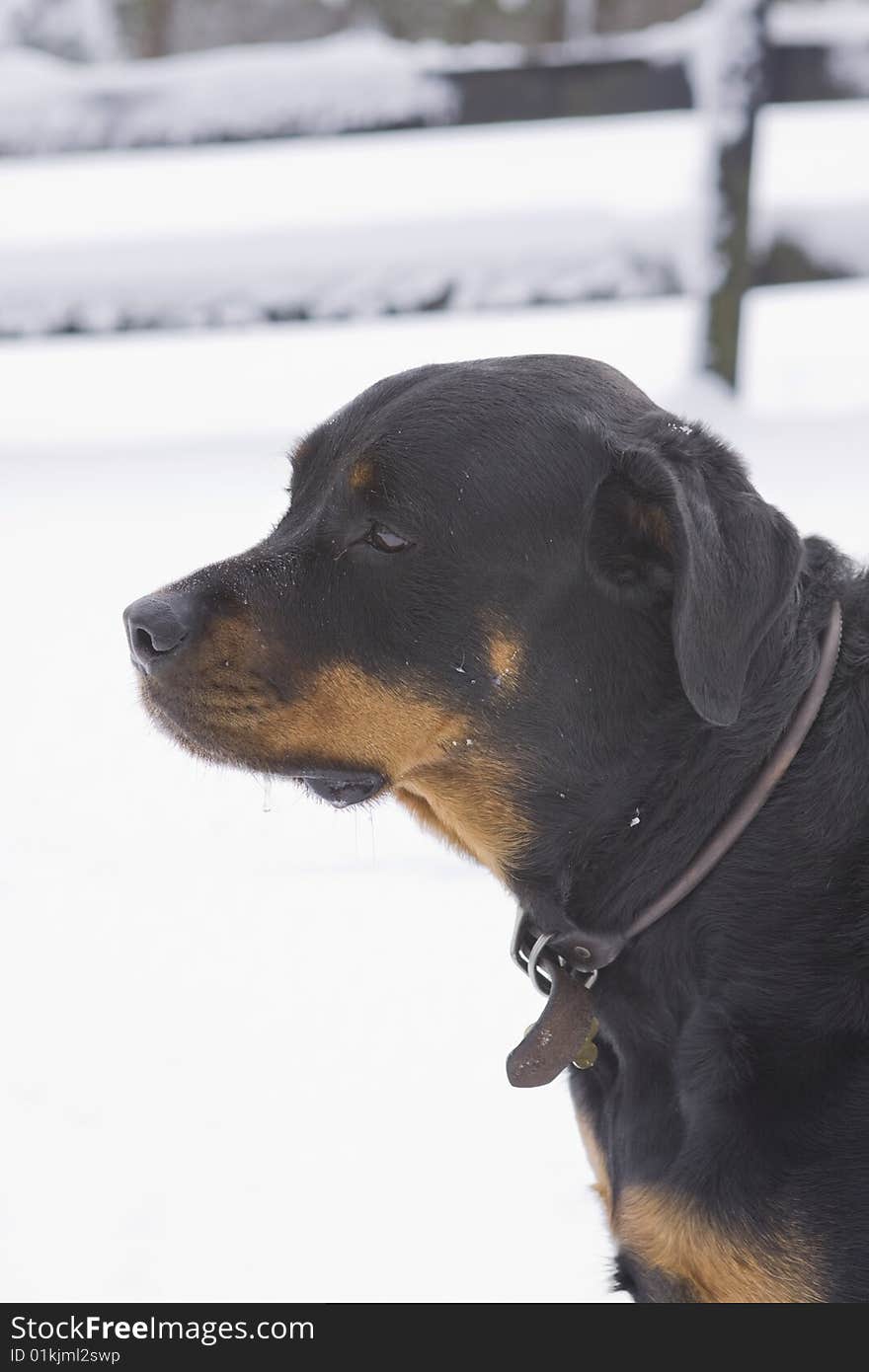 Rotweiller in the snow