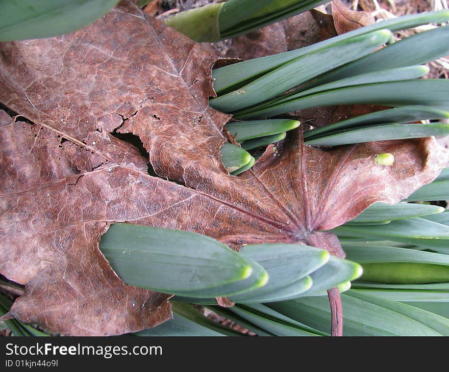 Tulips push their way through a leaf. Spring is here!. Tulips push their way through a leaf. Spring is here!