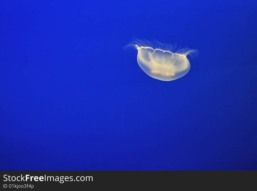 Single Moon jellyfish at the Vancouver aquarium