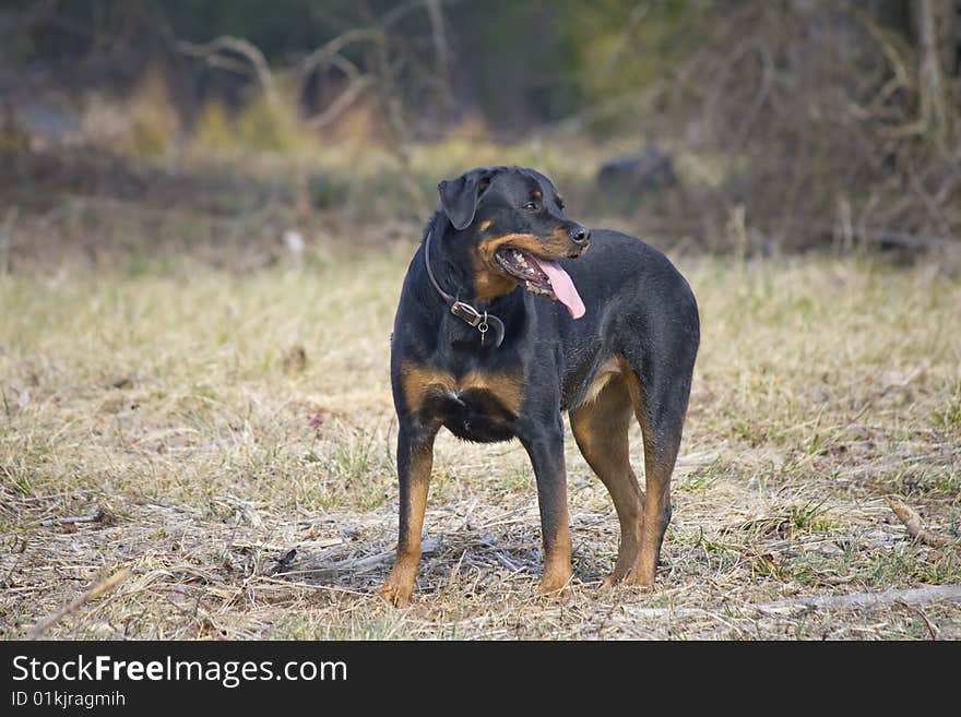 Good looking rottweiler standing in a grassy field. Good looking rottweiler standing in a grassy field.