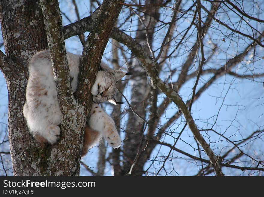 European Lynx sleeping on the tree