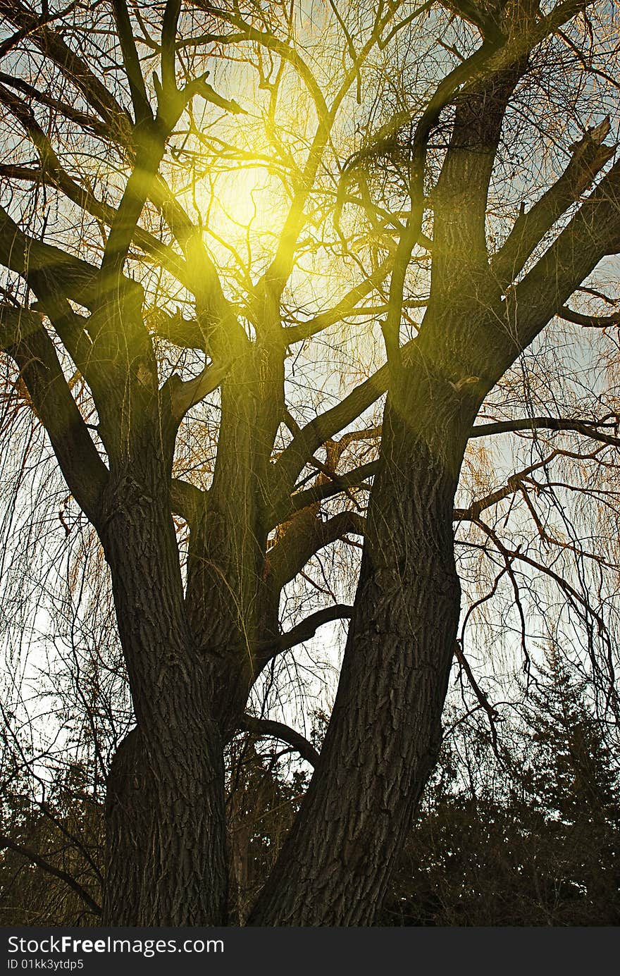 Sun light through the tree. Sun light through the tree