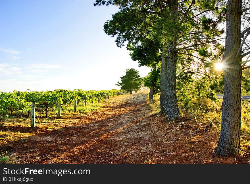 Sun rises over an Australian Vineyard. Sun rises over an Australian Vineyard