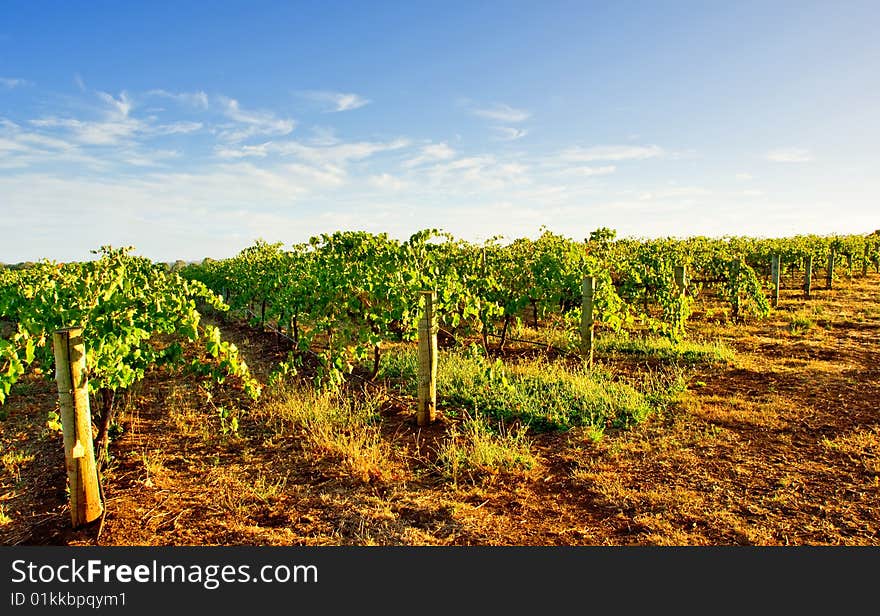 A vineyard in South Australia. A vineyard in South Australia