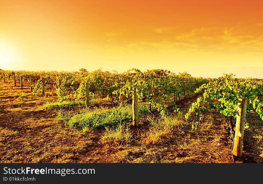 A vineyard in South Australia. A vineyard in South Australia