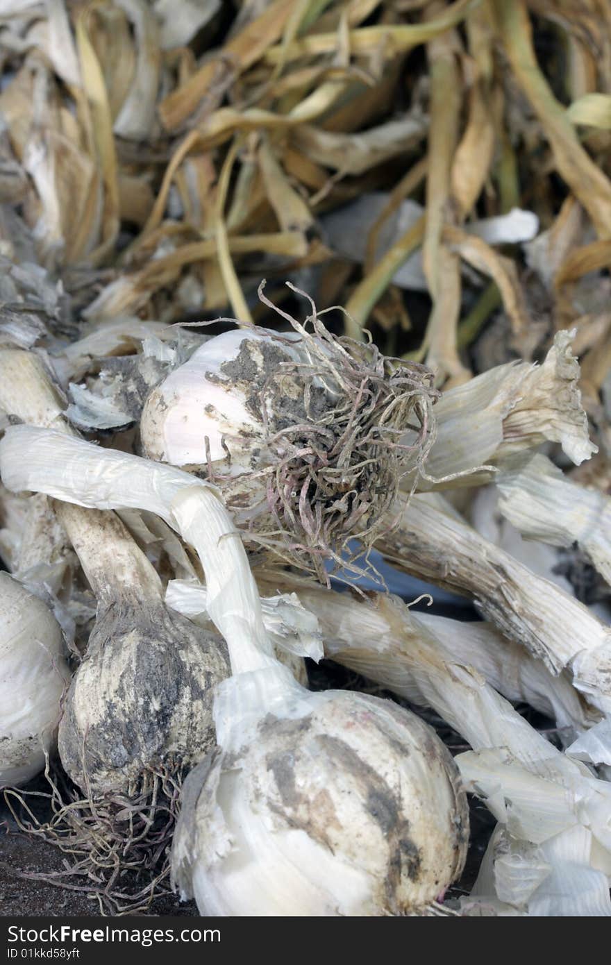 Garlic detail on a bench