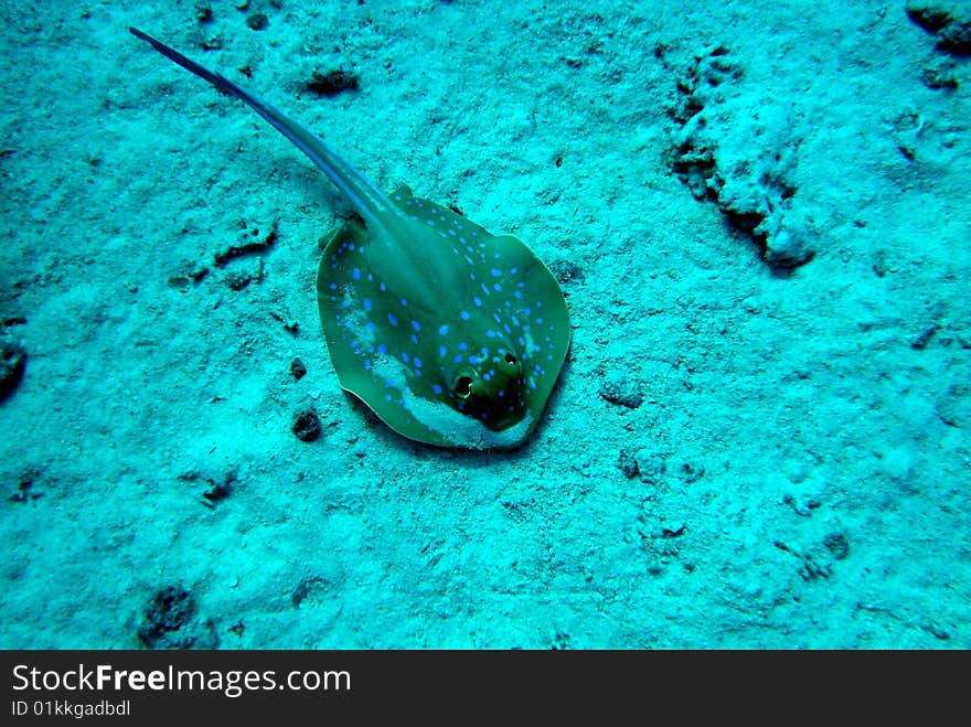 Fish, picture shot under water
Blaupunkt-Rochen. Fish, picture shot under water
Blaupunkt-Rochen