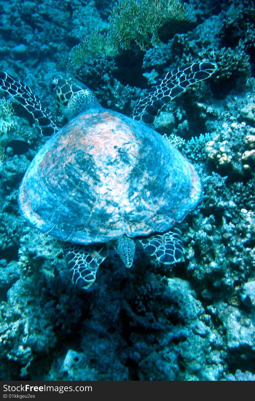 Water Turtle, picture shot under water. Water Turtle, picture shot under water