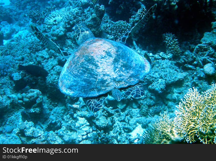 Water Turtle, picture shot under water. Water Turtle, picture shot under water