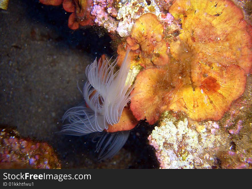 Fish, picture shot under water. Fish, picture shot under water