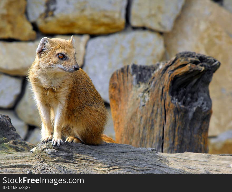 Meerkat sitting on a tree trunk and watching.