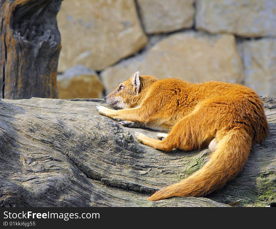 Red color fox resting on a large section of natural timber. Red color fox resting on a large section of natural timber.