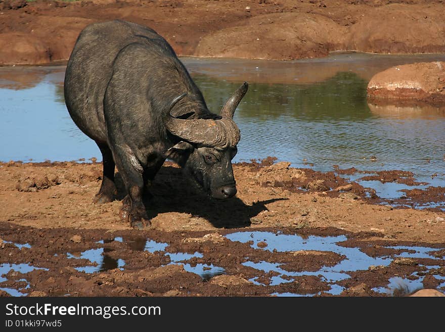 Buffalo drinking at muddy waterhole