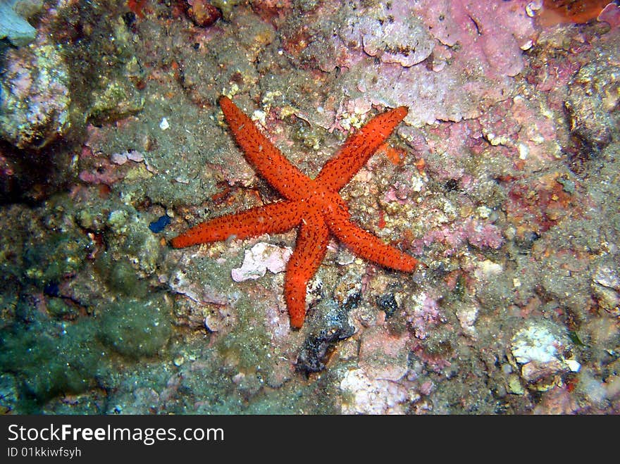 Seastar, picture shot under water. Seastar, picture shot under water