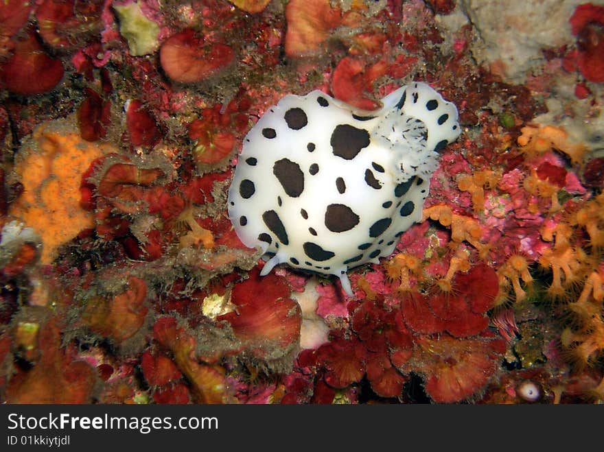 Underwatersnail, picture shot under water. Underwatersnail, picture shot under water