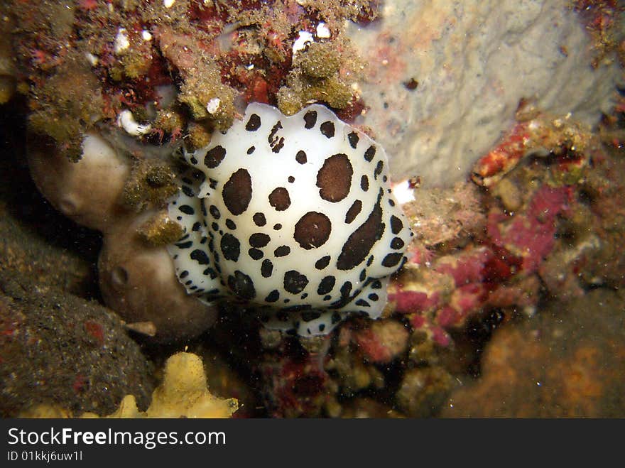 Underwatersnail, picture shot under water. Underwatersnail, picture shot under water