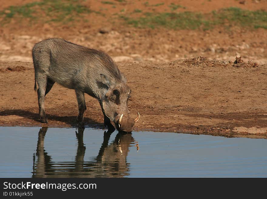 Warthog drinking at waterhole with reflection