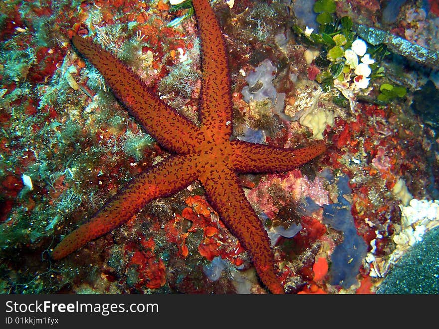 Seastar, picture shot under water. Seastar, picture shot under water