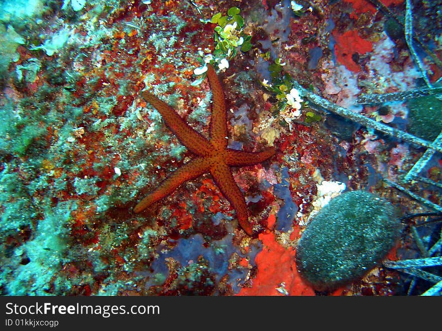 Seastar, picture shot under water. Seastar, picture shot under water