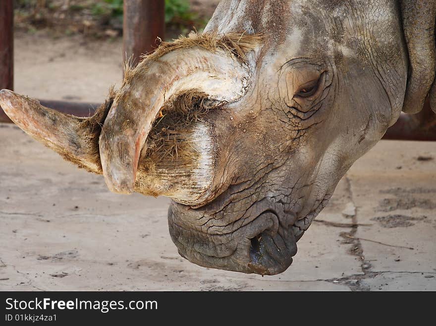 White Rhinoceros