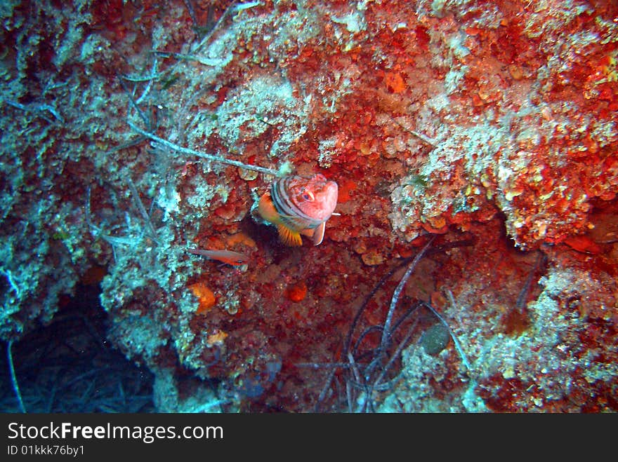 Where is the fish, picture shot under water. Where is the fish, picture shot under water