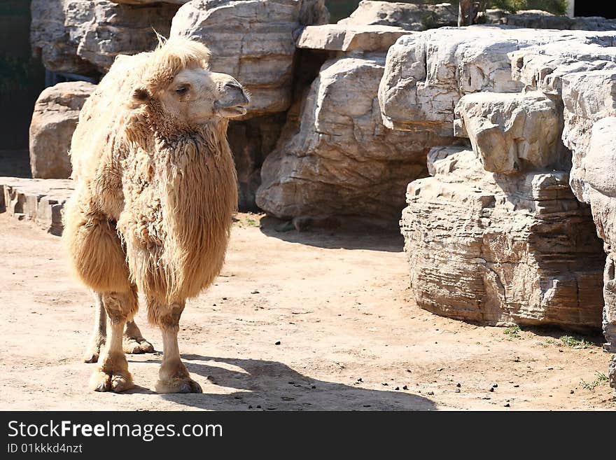 This is a wild camel