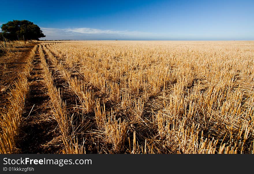 Rural Field on the Yorke Peninsula, South Australia. Rural Field on the Yorke Peninsula, South Australia