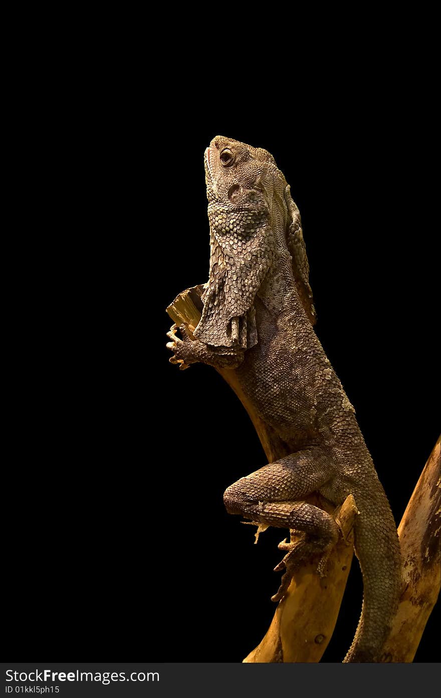 Lizard on a tree. Black background. Chlamydosaurus kingii.