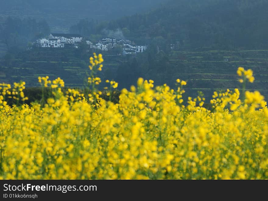 Scenic rape flower in summer.