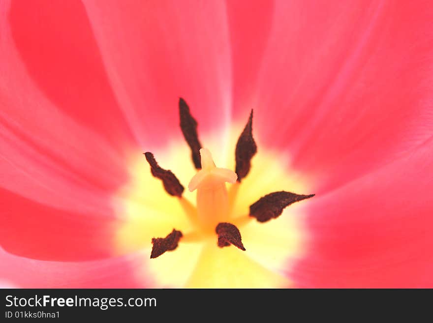 Close up inside of a tulip with focus on the stigma.  Used a shallow depth of field and selective focus. Close up inside of a tulip with focus on the stigma.  Used a shallow depth of field and selective focus.