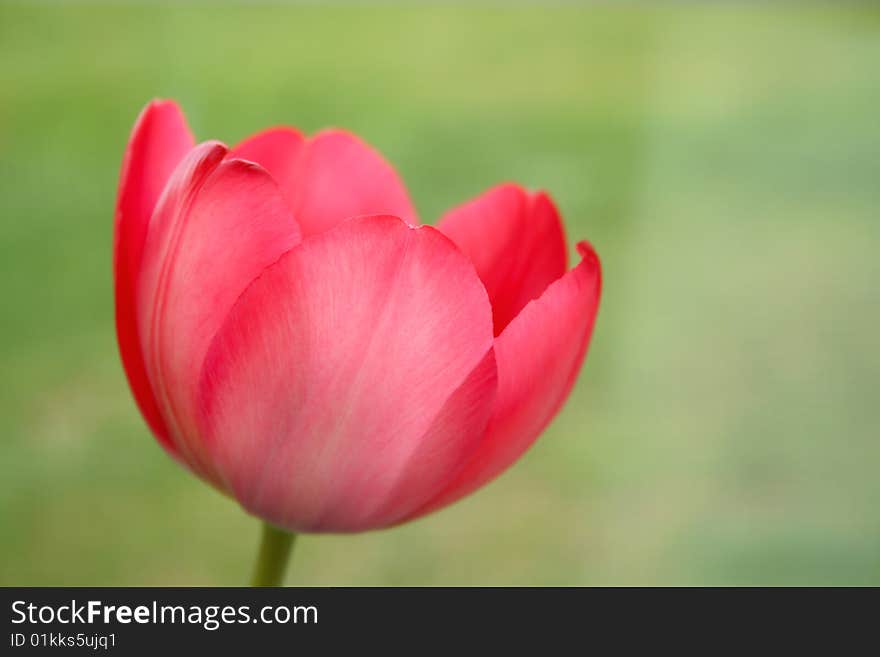 Tulip