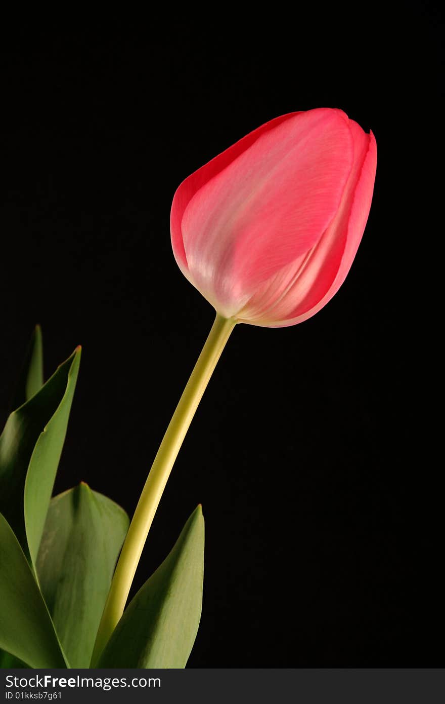 Pink Tulip