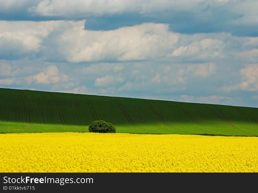 Rape field with blue sky (ideal for background)