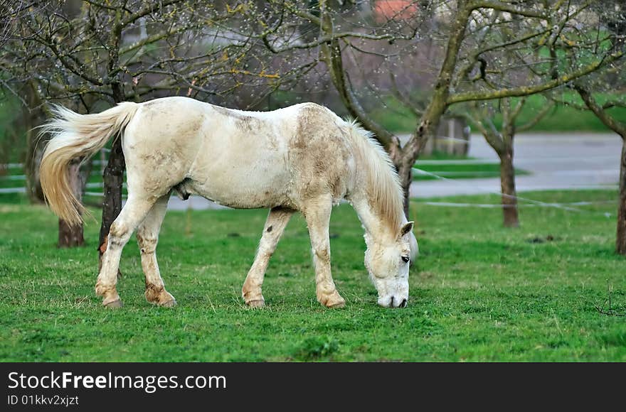 White horse eating grass between the trees