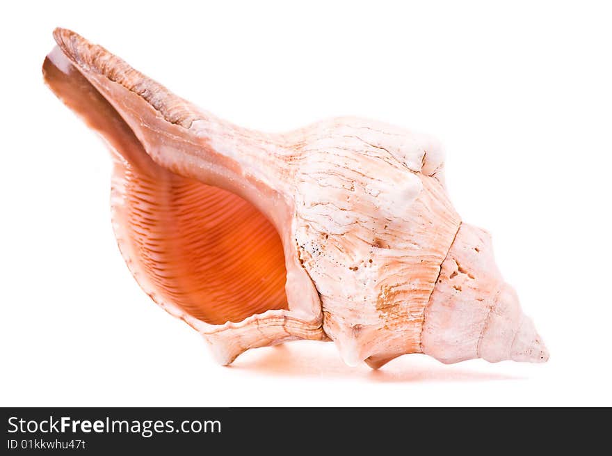 Shell isolated on the white background