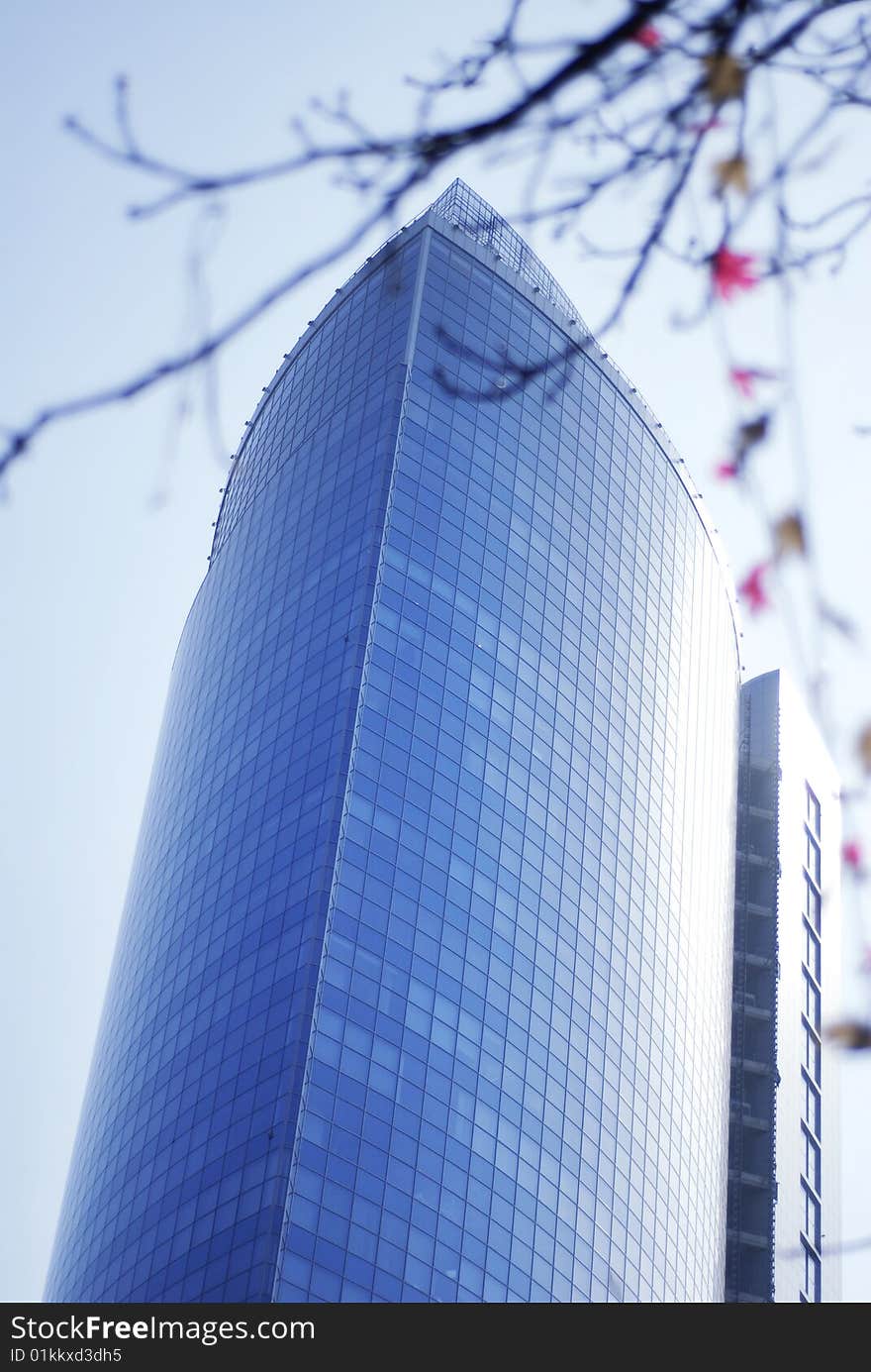 Modern skyscrapers close-up toned in blue color and spring flowering