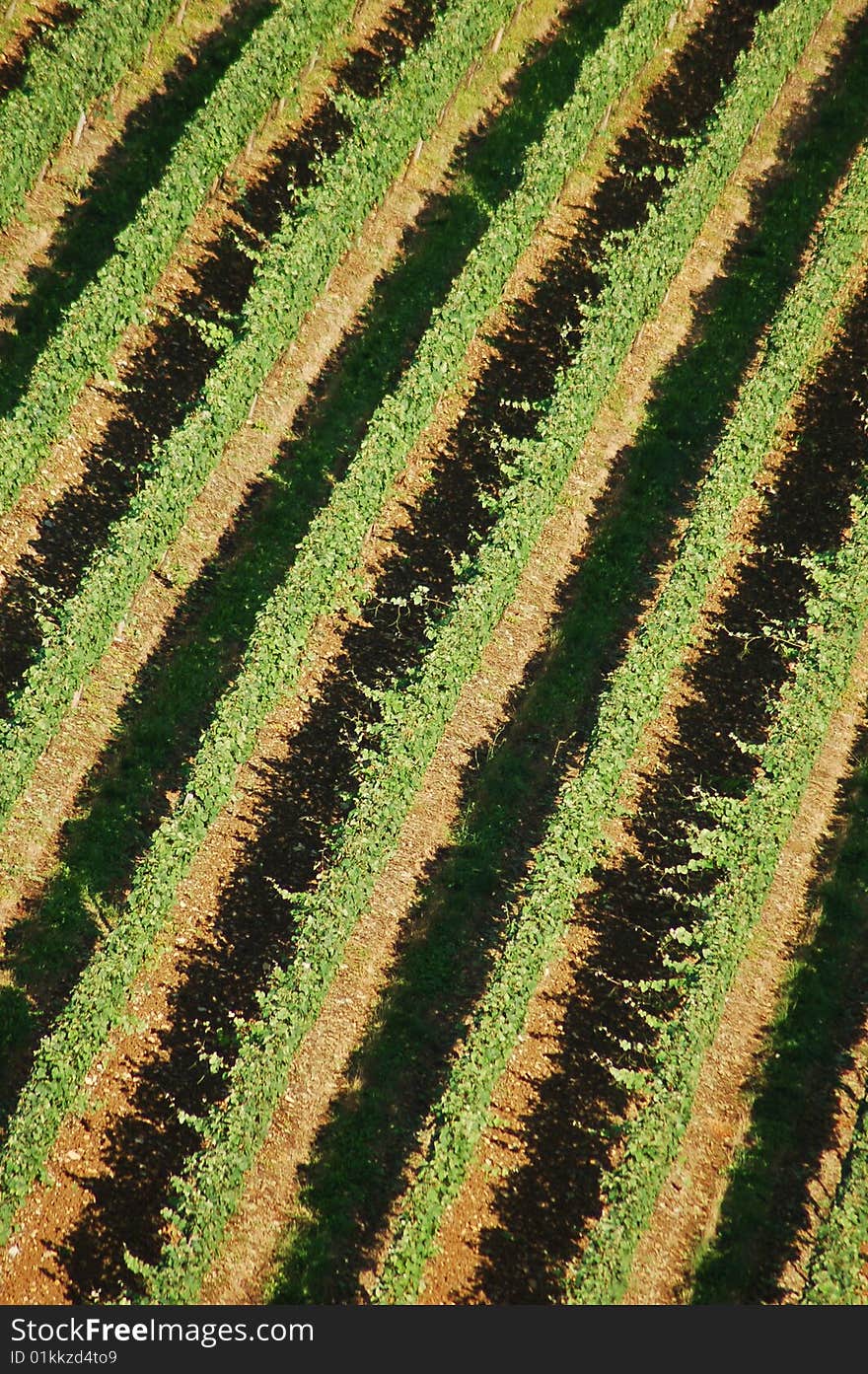 Vineyard from above in the summer