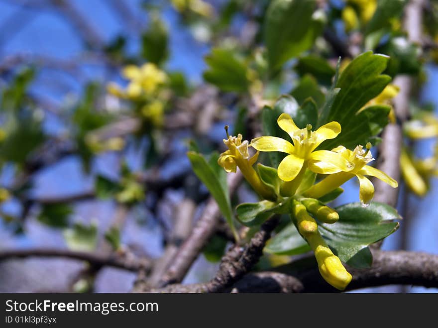 Yellow flowers of currants