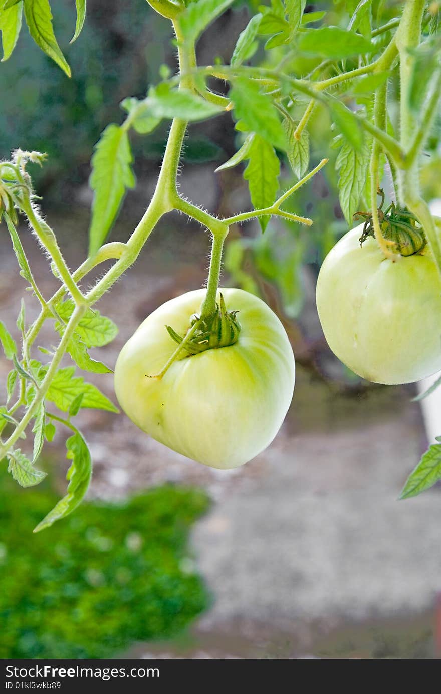 Green Tomatoes