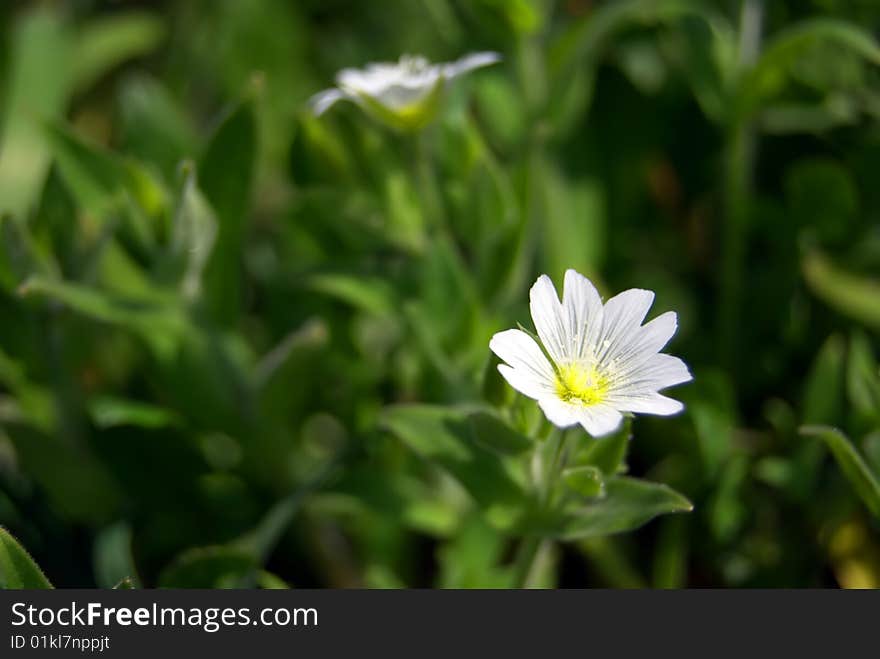 Photo of an incredible white flower taken with a bright green plants  as a background. Photo of an incredible white flower taken with a bright green plants  as a background