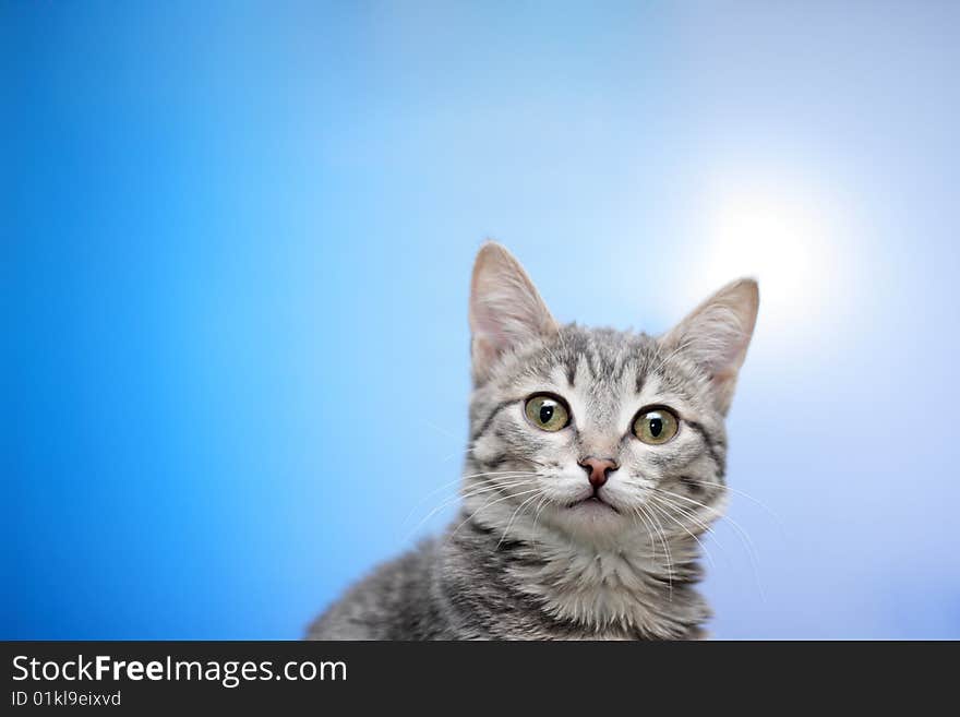 Tabby cat at blue background. Tabby cat at blue background