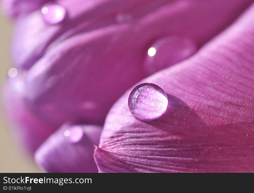 Close up of rain drops on tulip petals