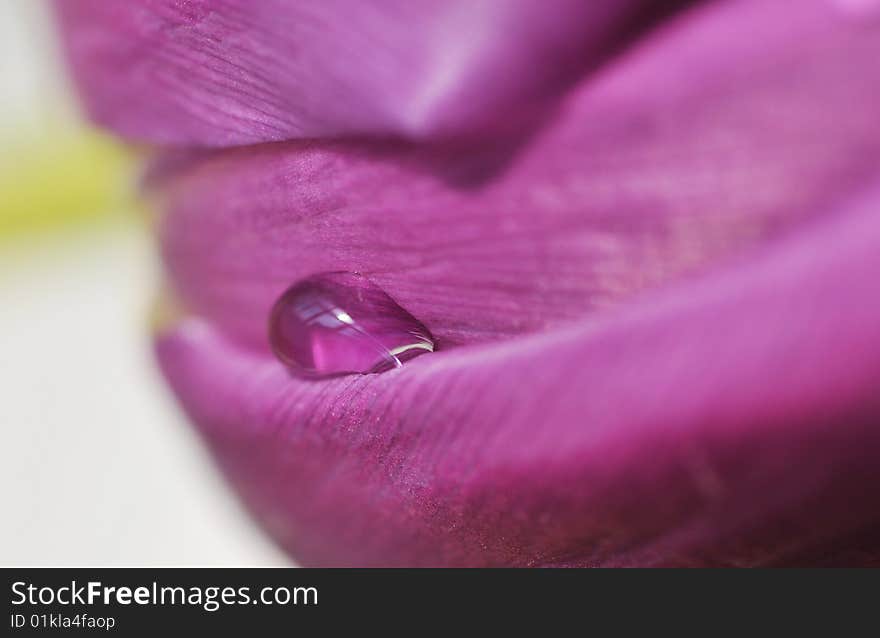 Close up of rain drop on tulip petals