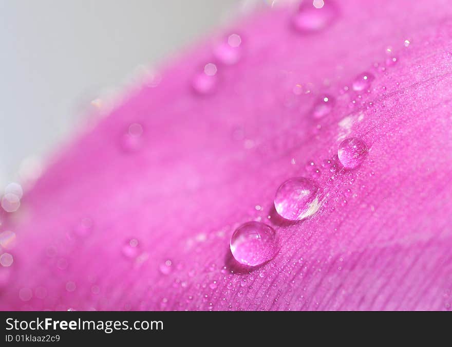 Close up of rain drops on tulip petals