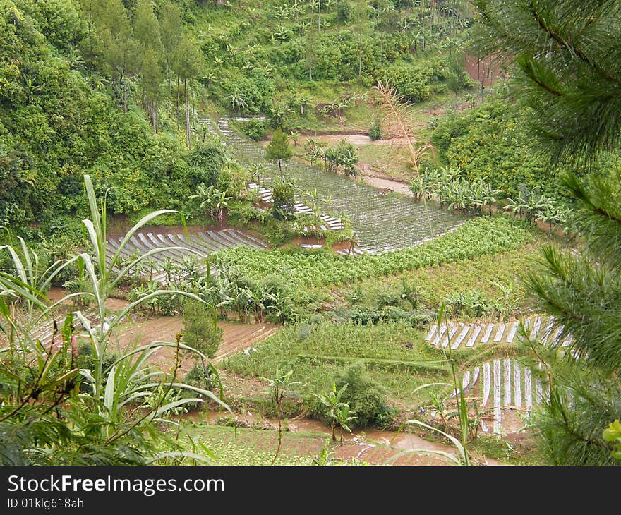 Rice Field