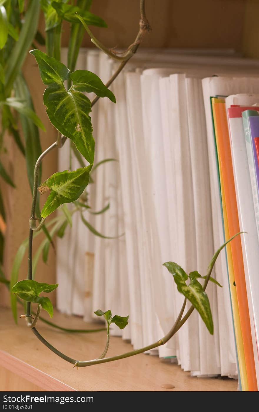 White writing folders stand(cost) on a book shelf in an indoor plant frame. White writing folders stand(cost) on a book shelf in an indoor plant frame.