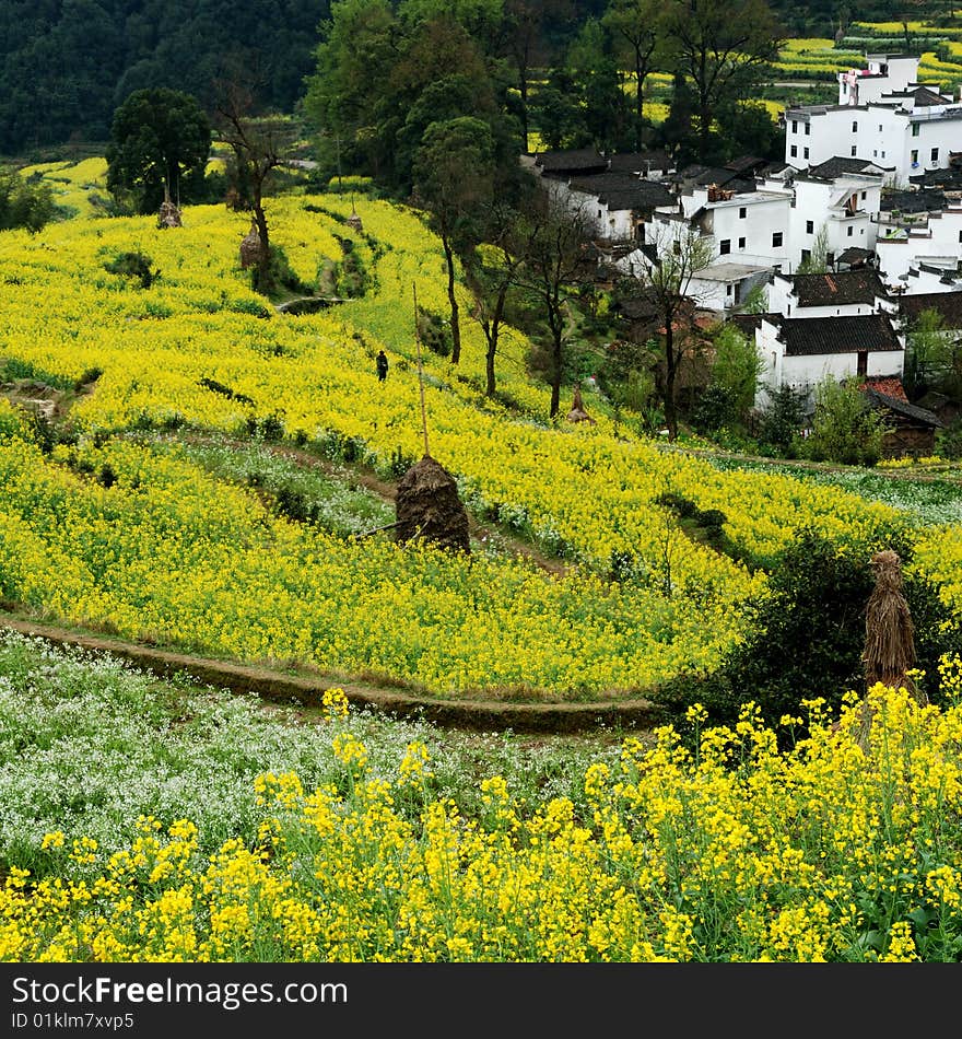 Scenic rape flower in summer.