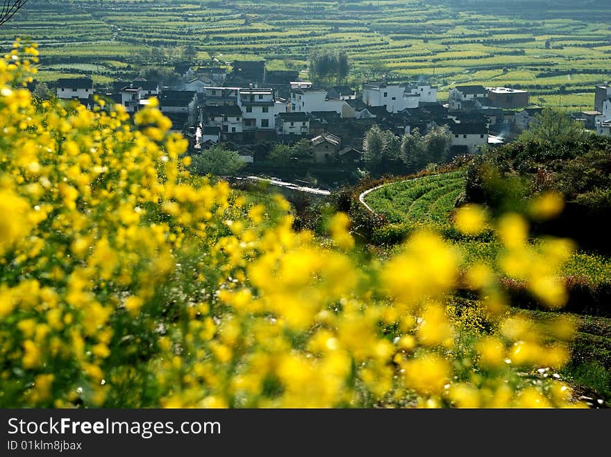 Scenic rape flower in summer.